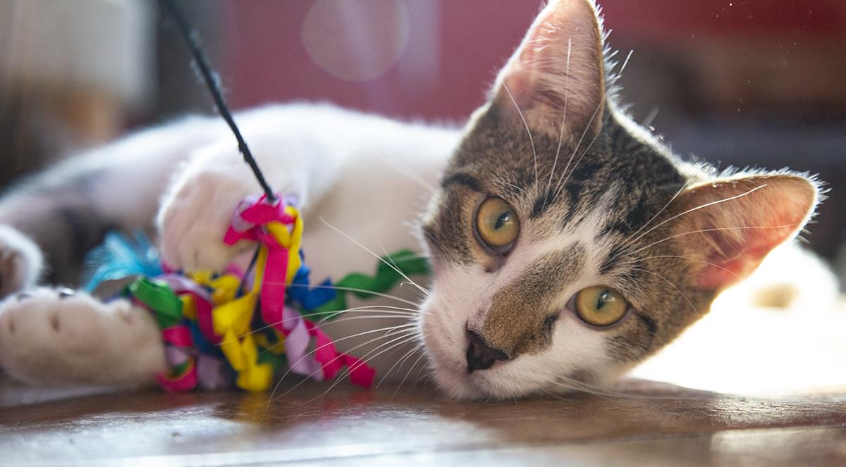 Jimmy Dugan (& Betty Spaghetti), a Adoptable Domestic Short Hair in Chicago, IL image 5/6