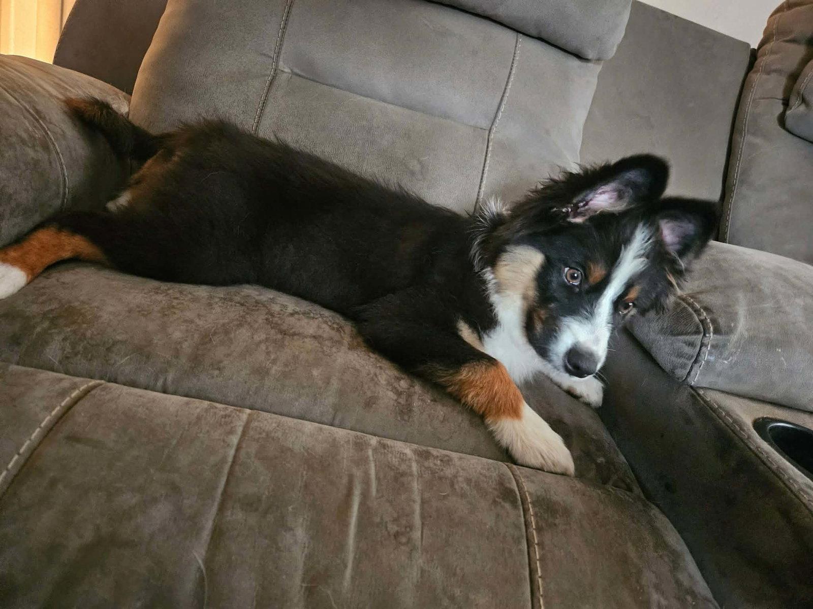 Bindi, Adopted, Young Female Australian Shepherd & Border Collie.