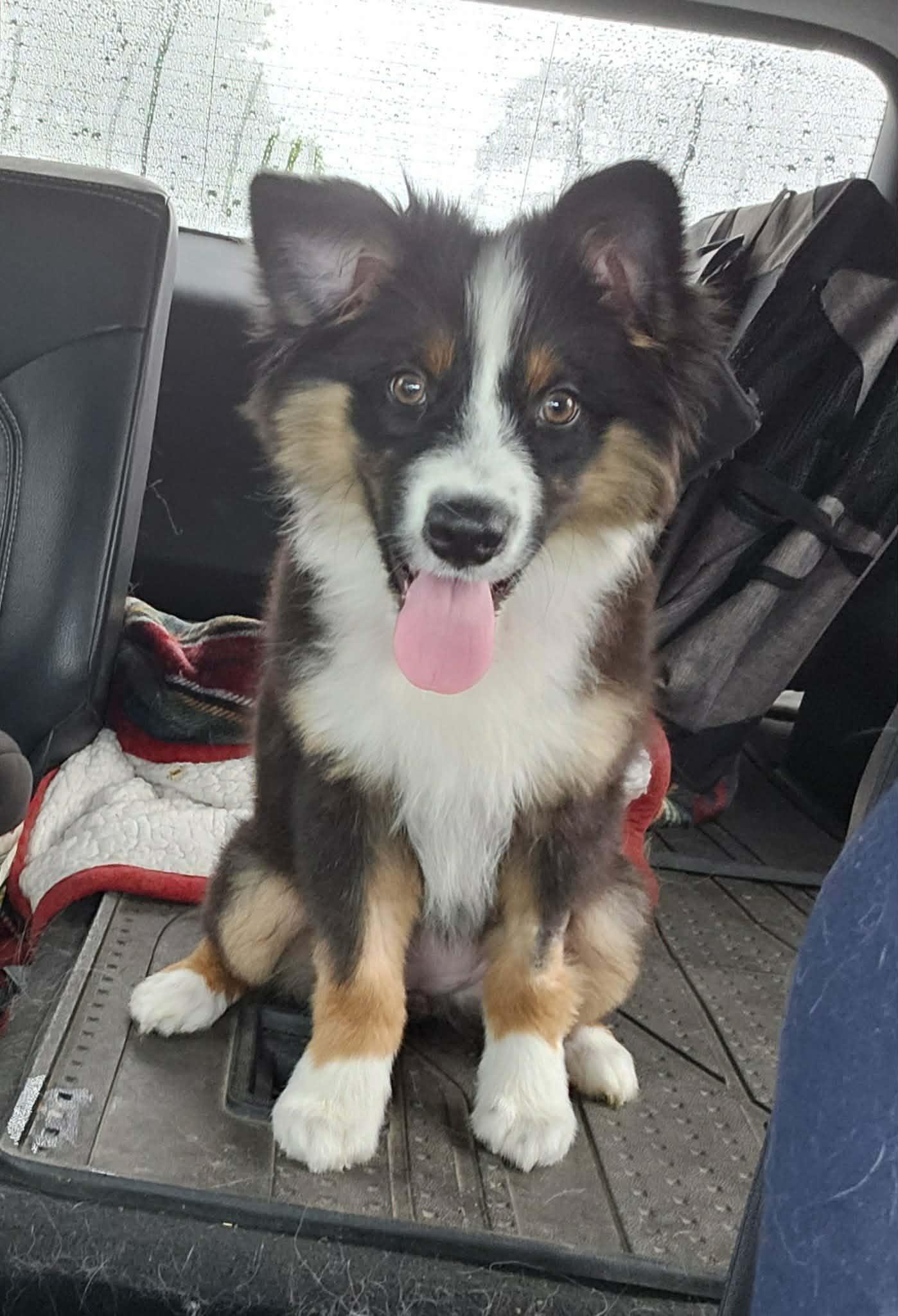 Enlarge Bindi, a Adopted mixed breed in Paso Robles, CA image 2/3