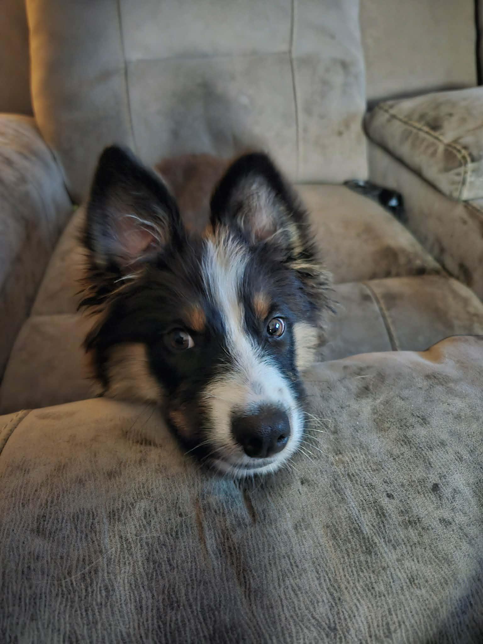 Enlarge Bindi, a Adopted mixed breed in Paso Robles, CA image 3/3