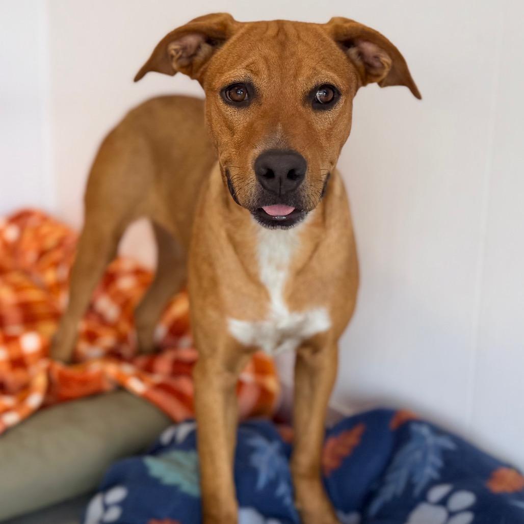 Enlarge Winnie, a Adoptable mixed breed in Green Bay, WI image 1/6