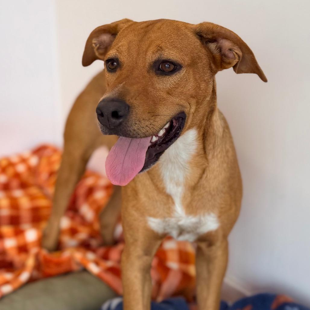Enlarge Winnie, a Adoptable mixed breed in Green Bay, WI image 2/6