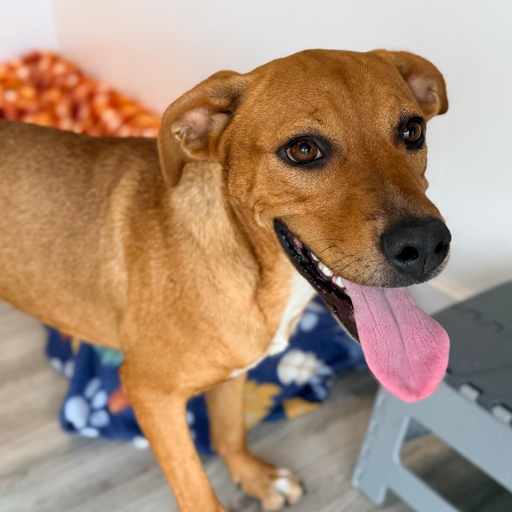 Enlarge Winnie, a Adoptable mixed breed in Green Bay, WI image 3/6