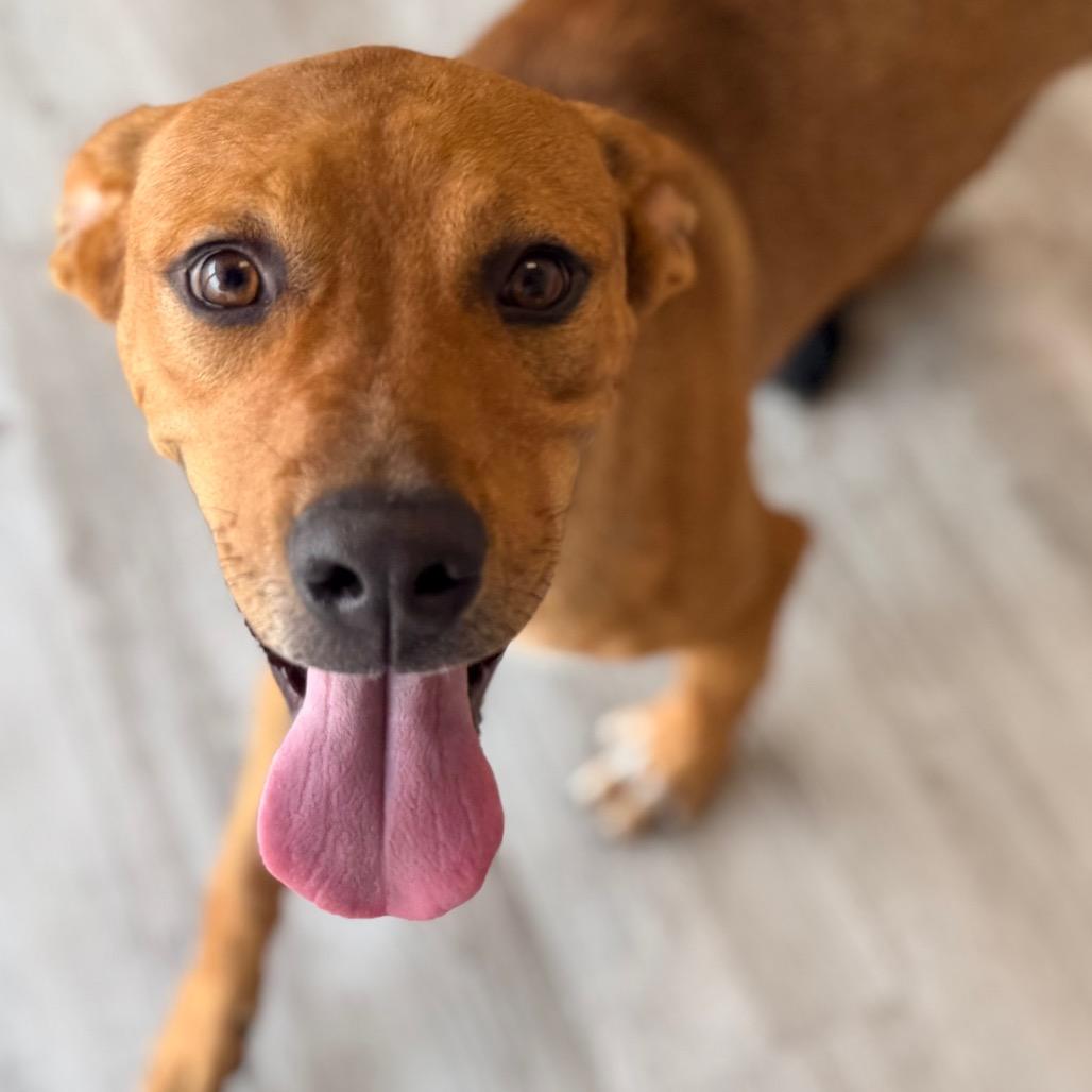 Enlarge Winnie, a Adoptable mixed breed in Green Bay, WI image 4/6