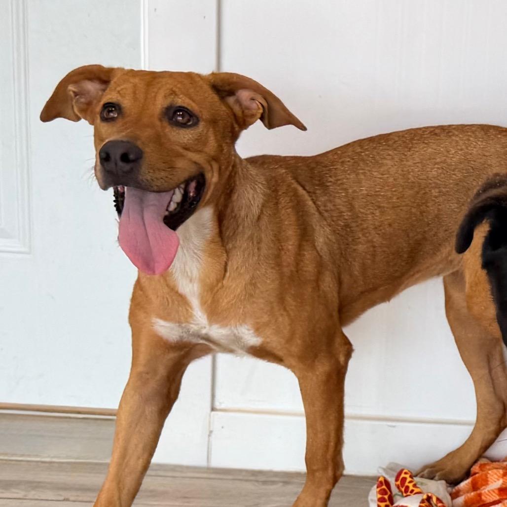 Enlarge Winnie, a Adoptable mixed breed in Green Bay, WI image 5/6