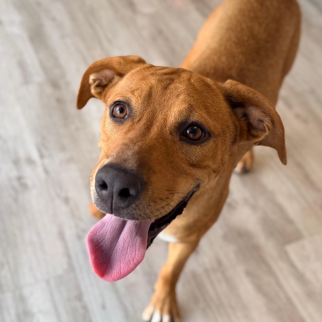 Enlarge Winnie, a Adoptable mixed breed in Green Bay, WI image 6/6