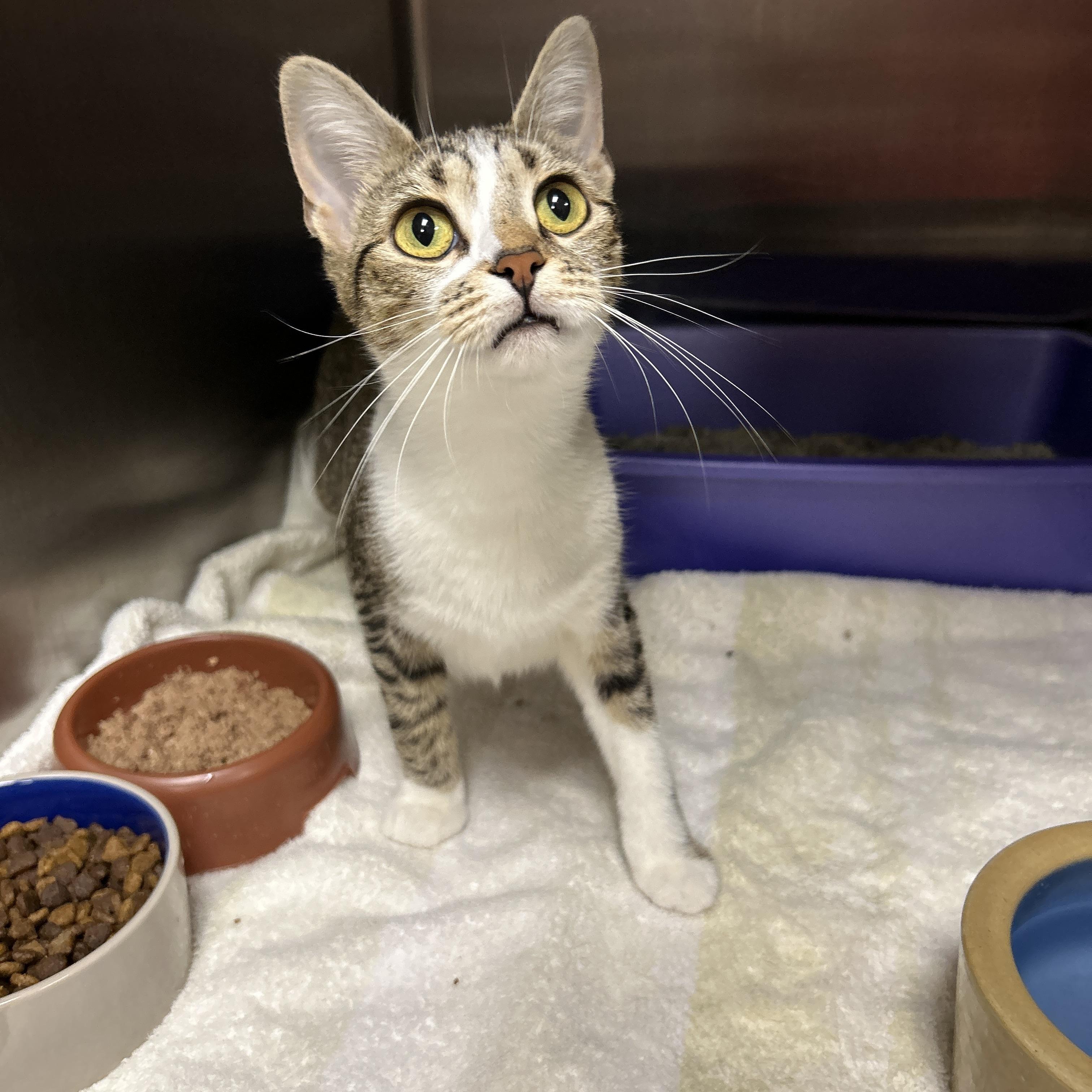Enlarge Lexi, an adopted Domestic Short Hair in La Grange Park, IL image 2/6