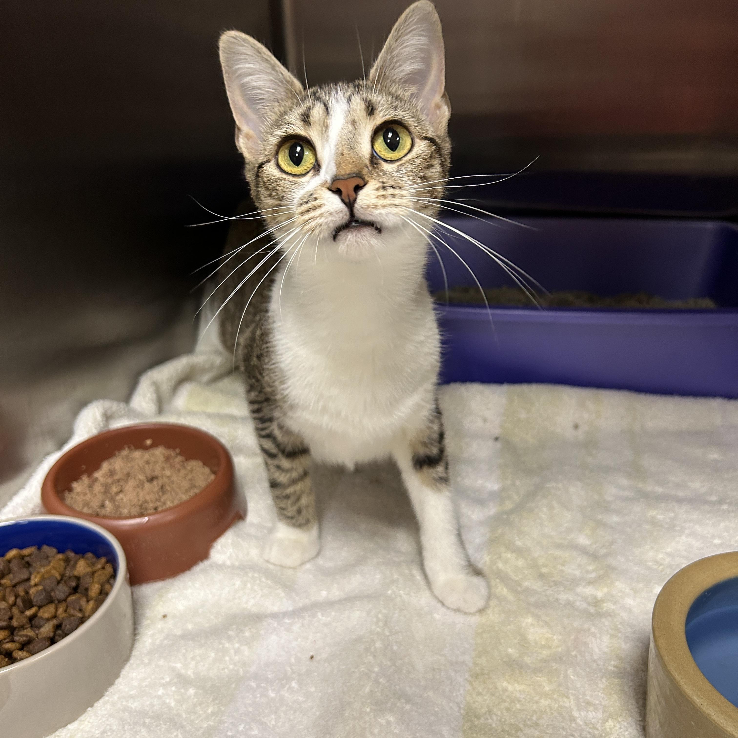 Enlarge Lexi, an adopted Domestic Short Hair in La Grange Park, IL image 5/6