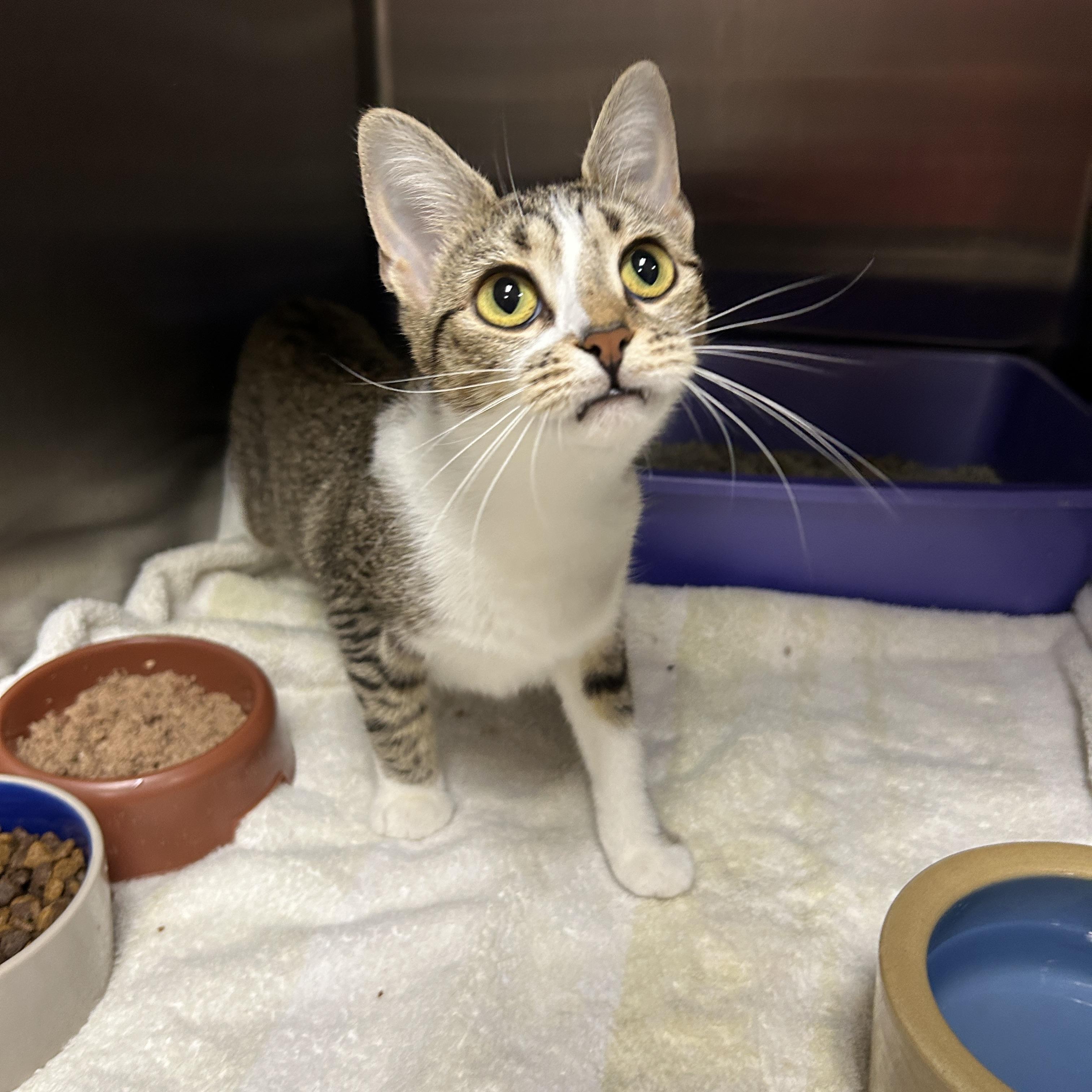 Lexi, adopted, Adult Female Domestic Short Hair.
