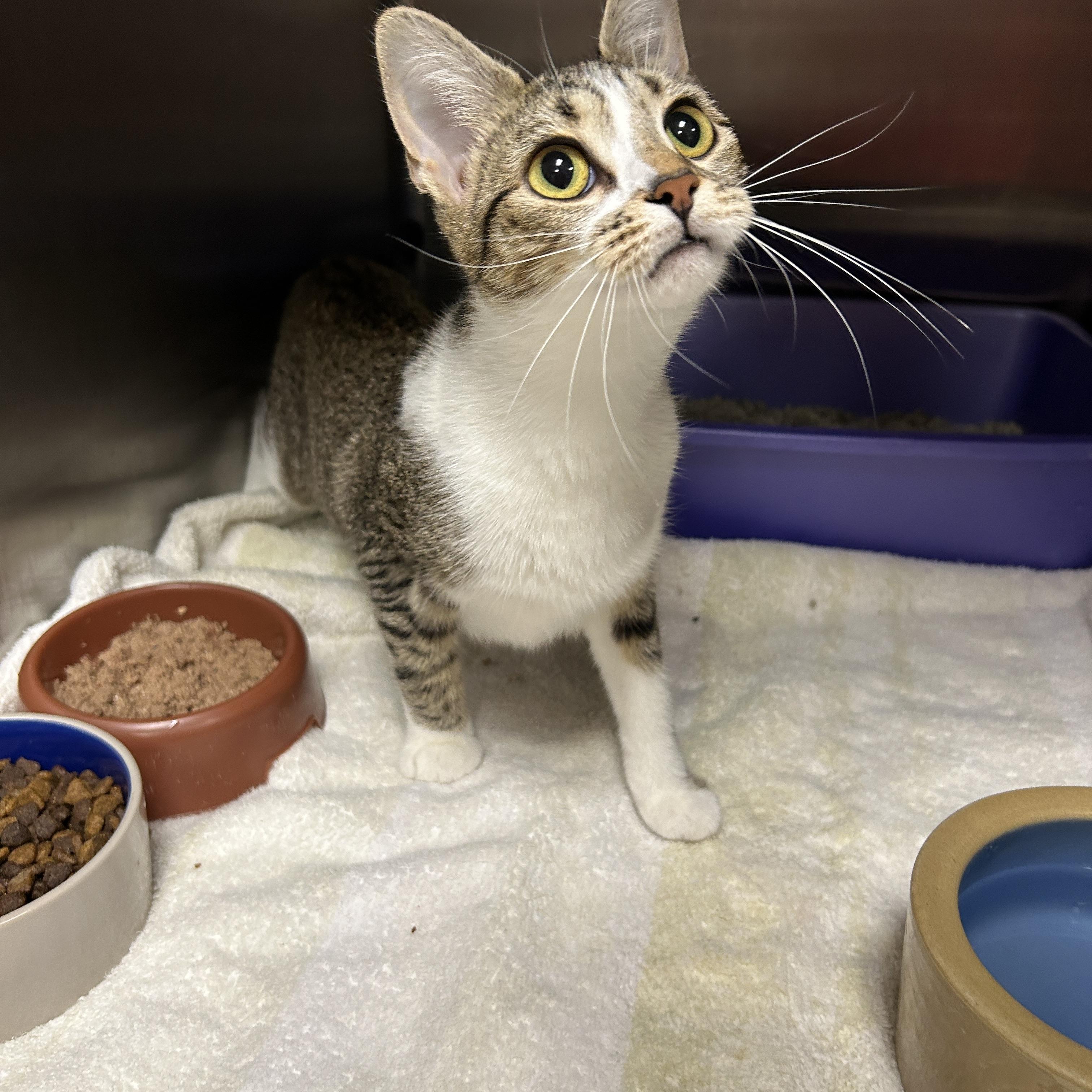 Enlarge Lexi, an adopted Domestic Short Hair in La Grange Park, IL image 6/6
