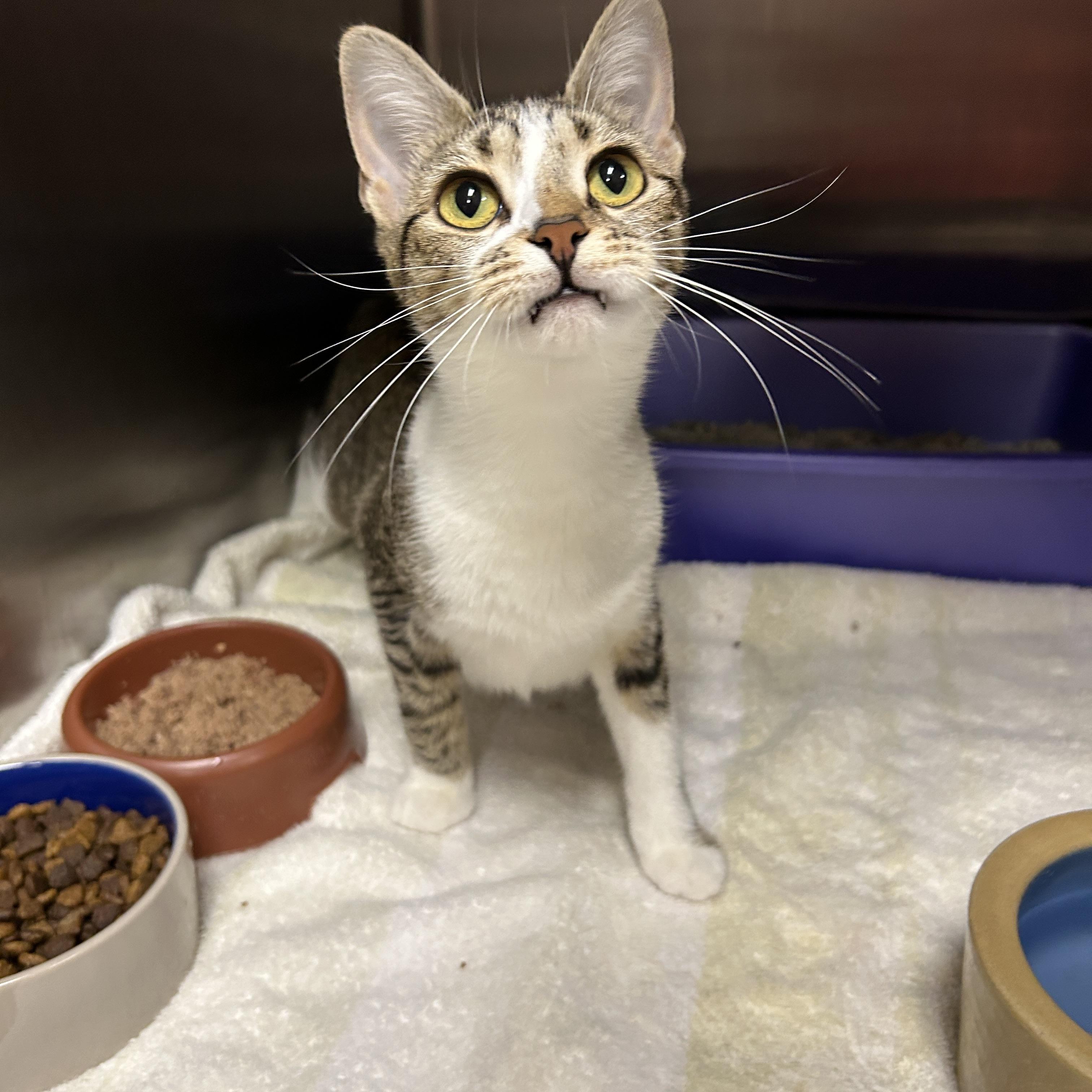 Enlarge Lexi, an adopted Domestic Short Hair in La Grange Park, IL image 4/6