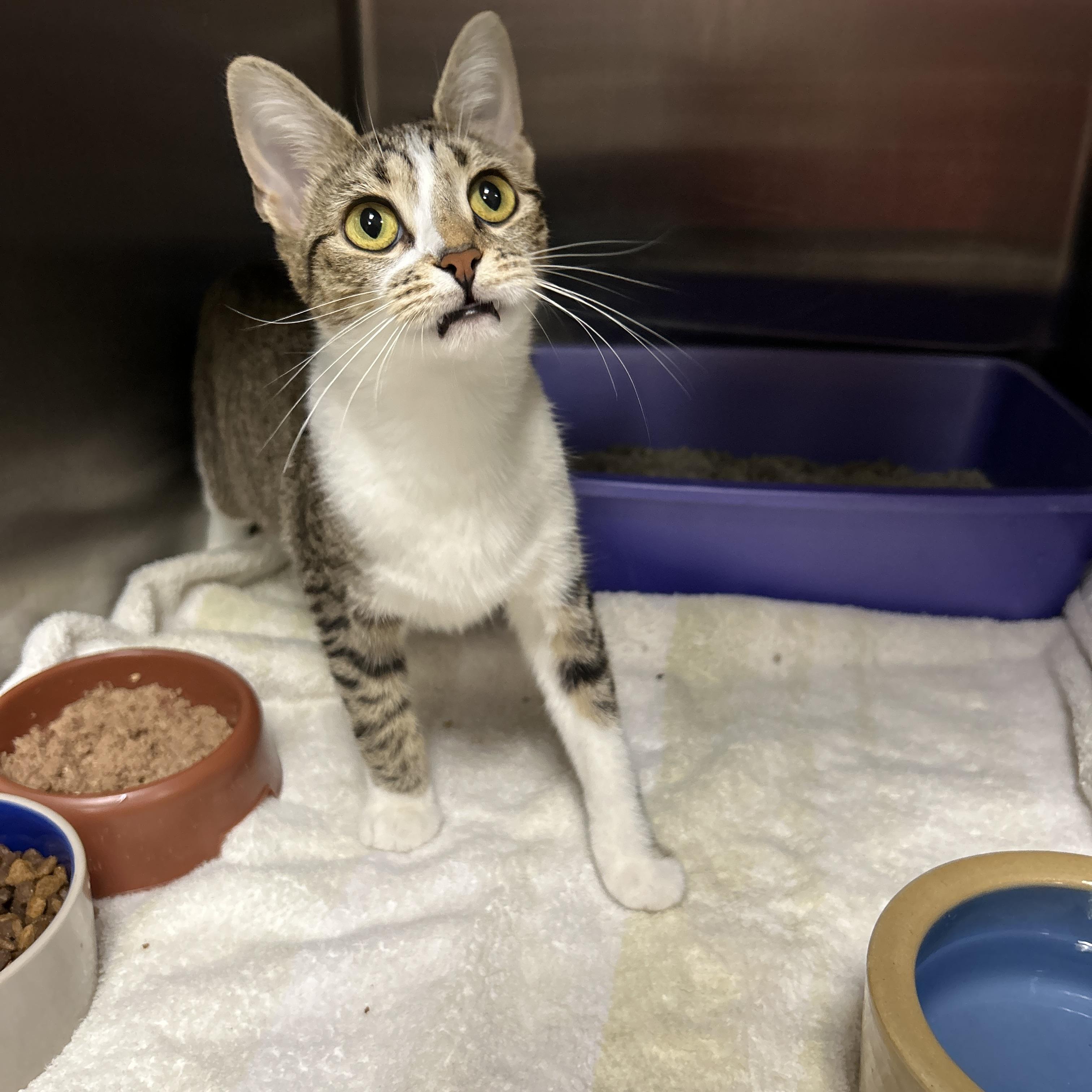 Enlarge Lexi, an adopted Domestic Short Hair in La Grange Park, IL image 3/6