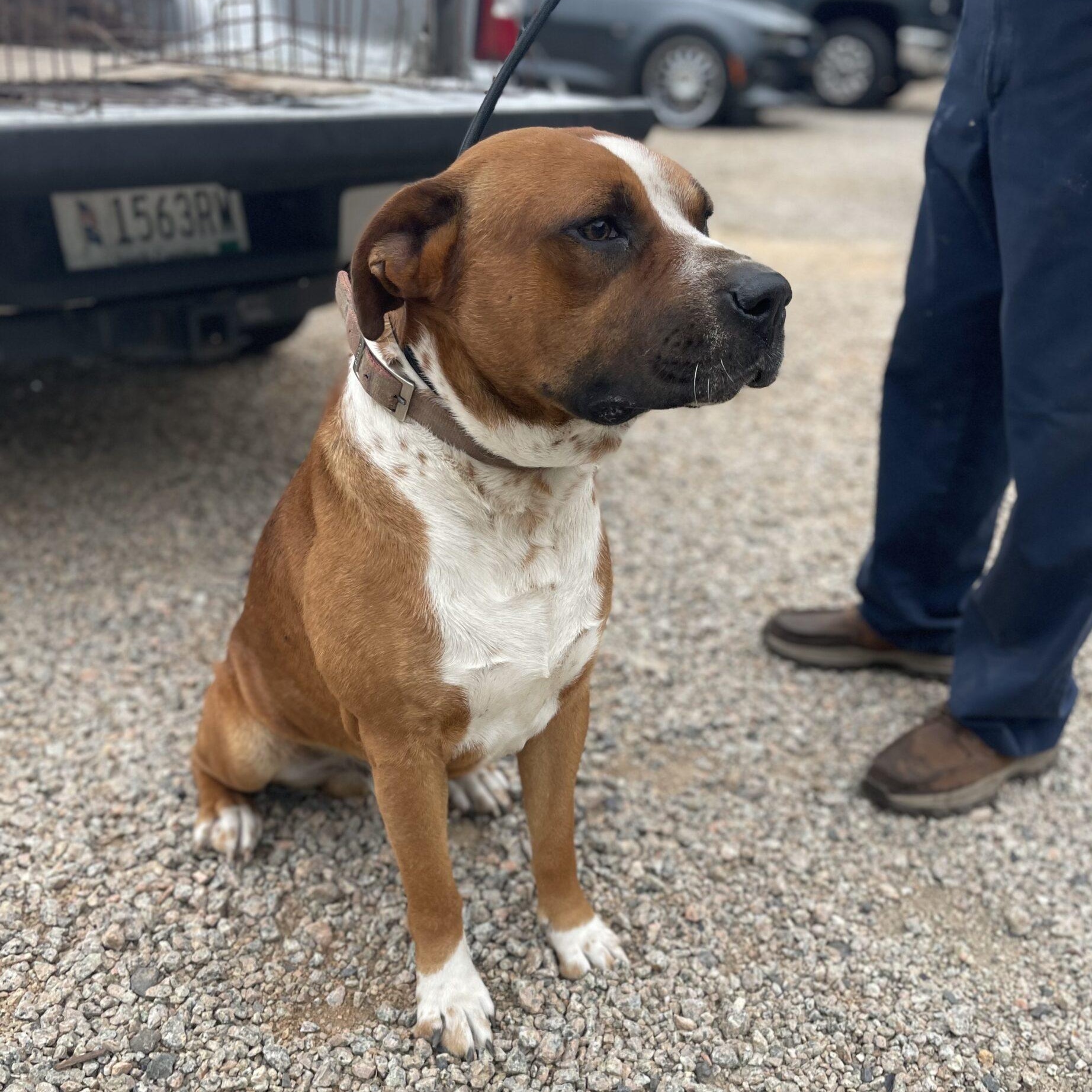 Enlarge Beaux, a Adoptable mixed breed in Frederick , MD image 5/5