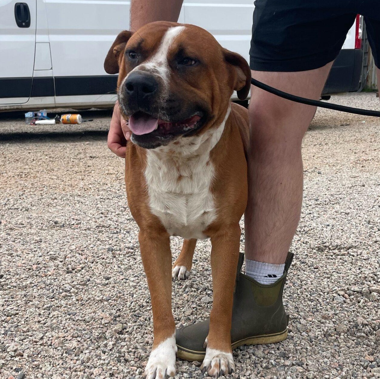 Enlarge Beaux, a Adoptable mixed breed in Frederick , MD image 4/5
