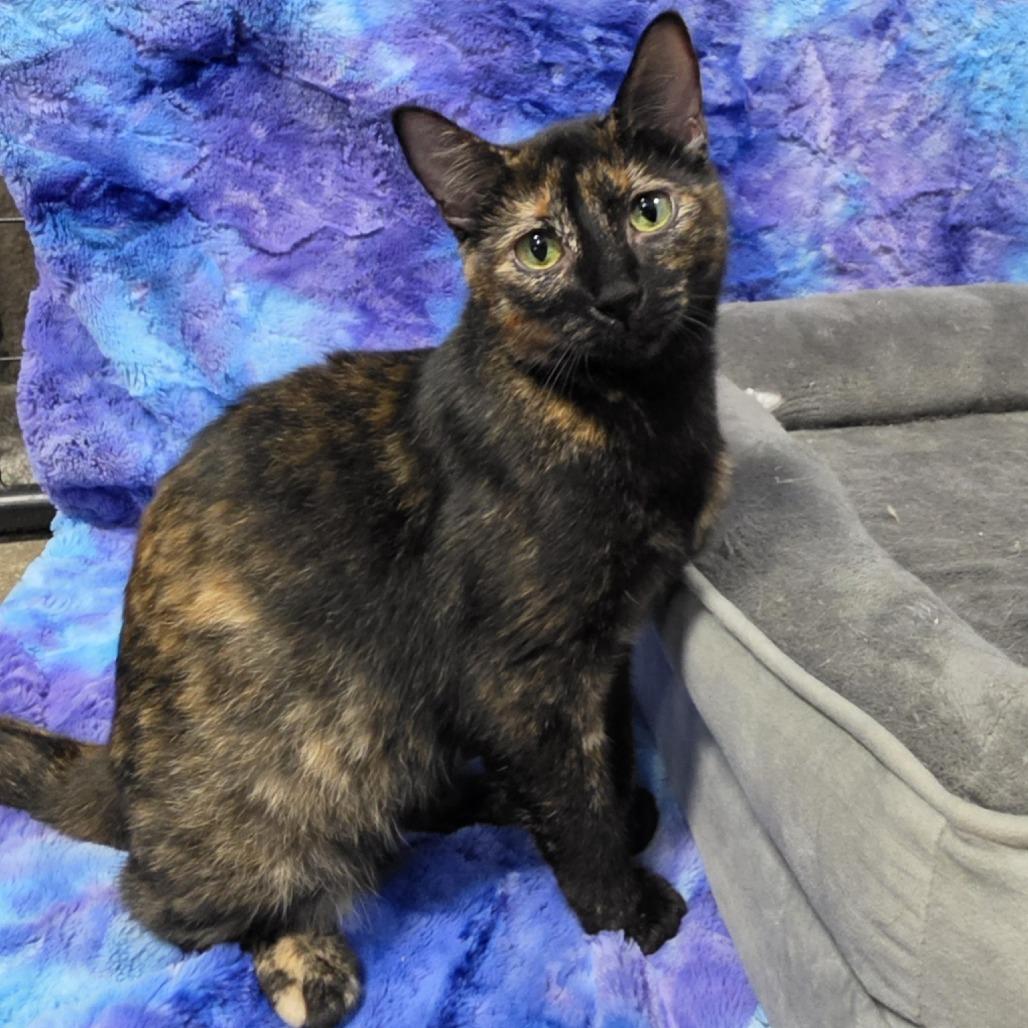 Minxie, Adoptable, Adult Female American Shorthair.