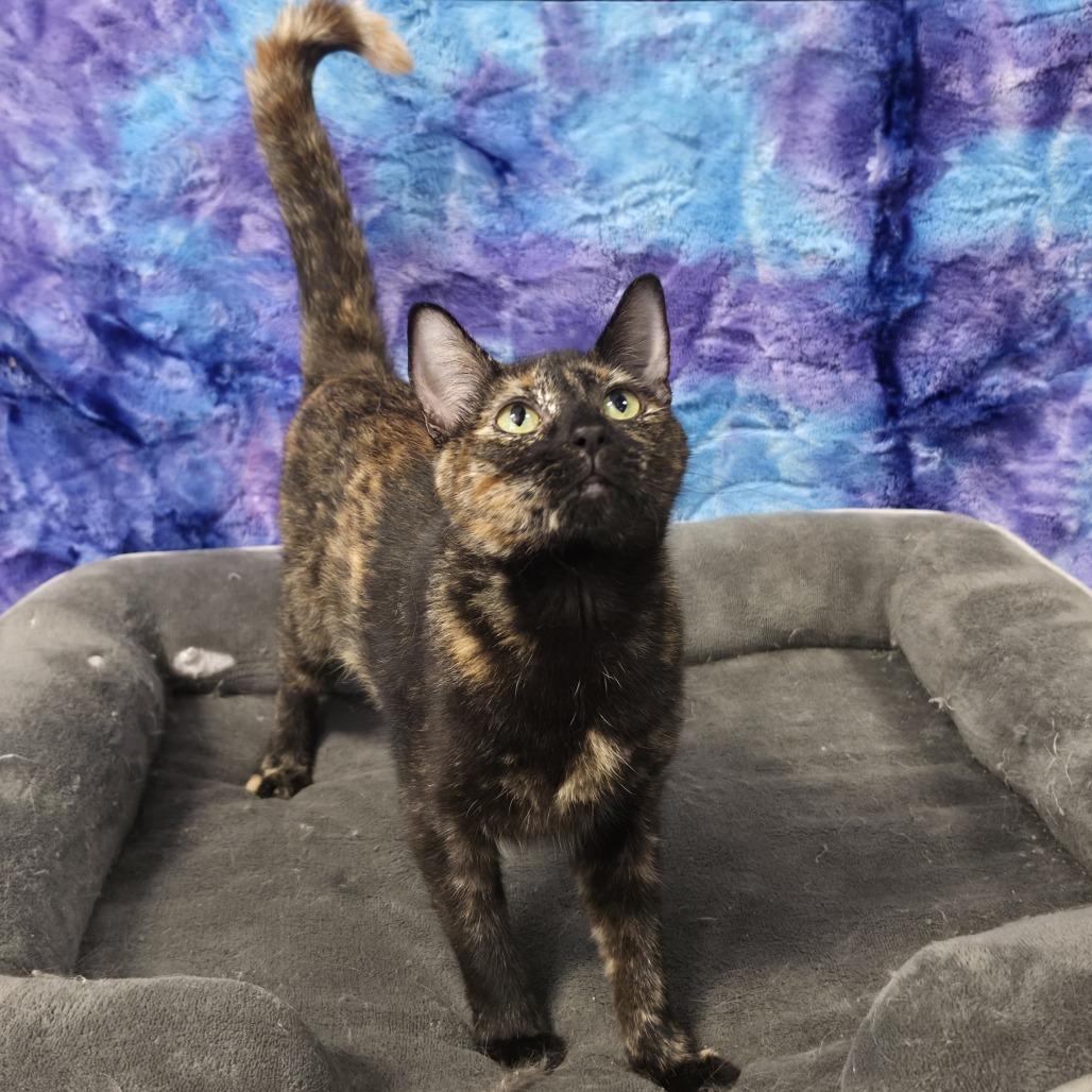 Enlarge Minxie, a Adoptable American Shorthair in Tipton, IA image 2/2