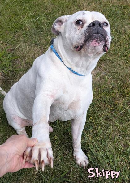 Skippy (in foster), Adoptable, Senior Male Boxer & Fox Terrier.