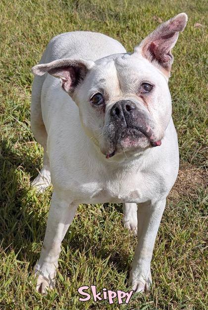 Enlarge Skippy (in foster), a Adoptable mixed breed in Mason, MI image 2/3