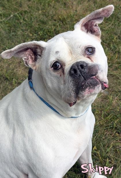 Enlarge Skippy (in foster), a Adoptable mixed breed in Mason, MI image 3/3