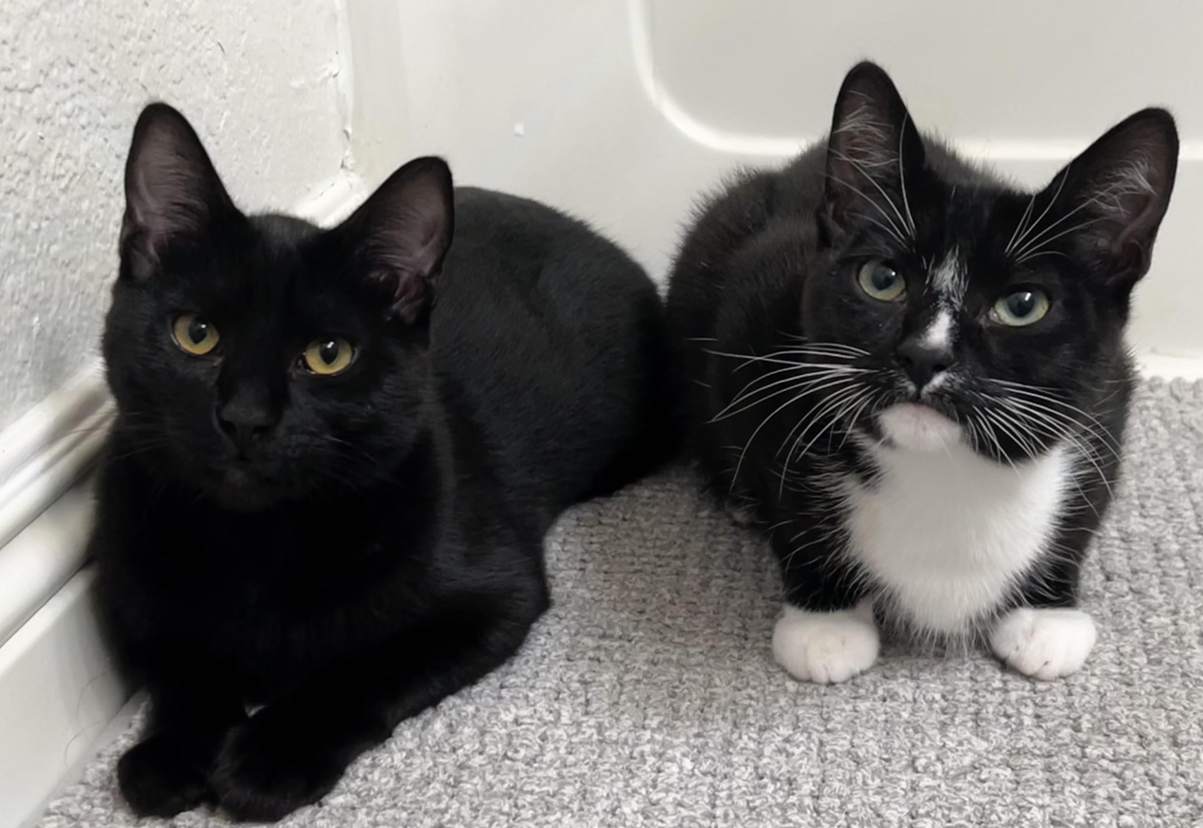 Enlarge Marigold, a Adoptable Domestic Short Hair in Davis, CA image 3/5