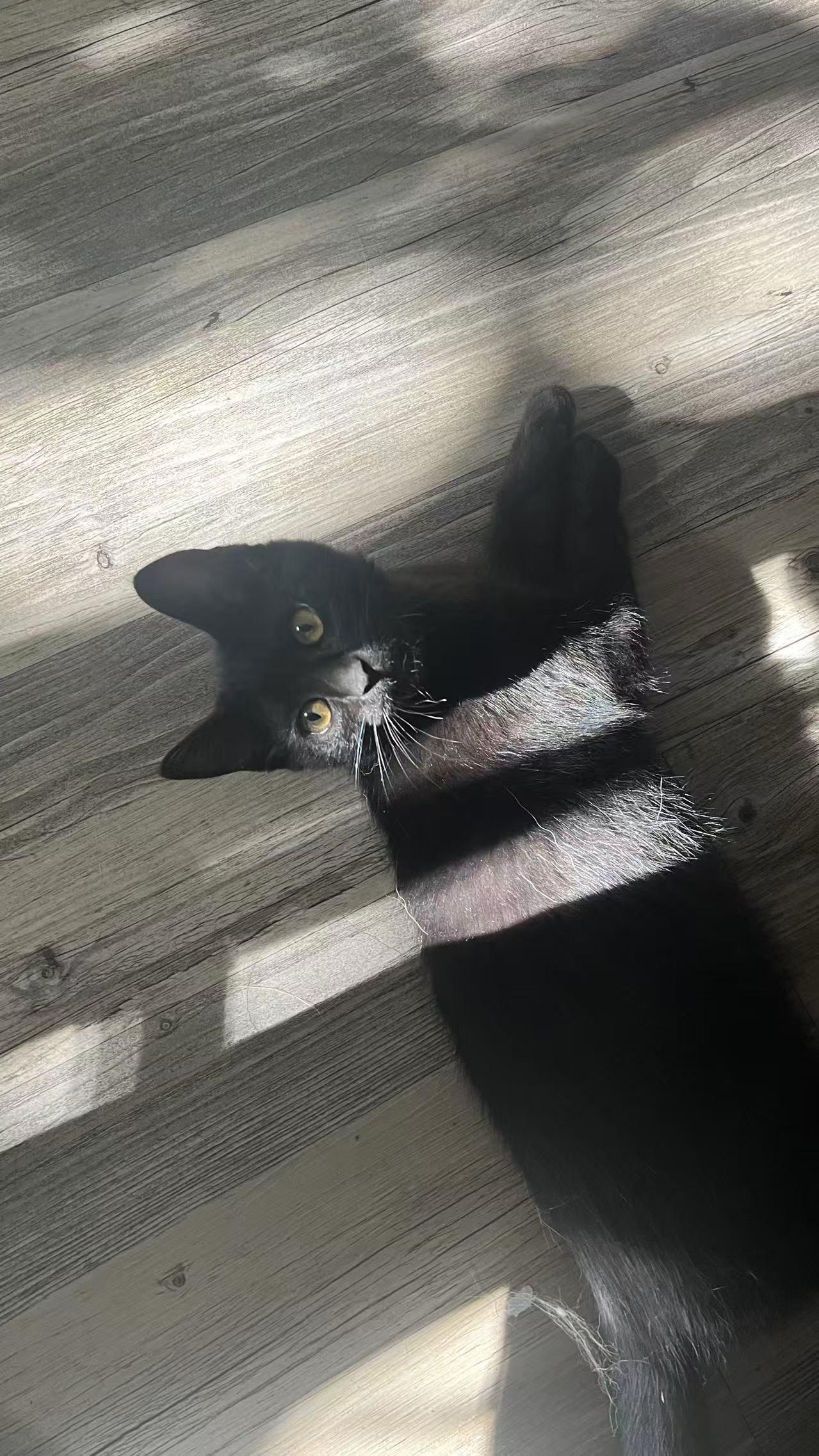 Enlarge Marigold, a Adoptable Domestic Short Hair in Davis, CA image 5/5