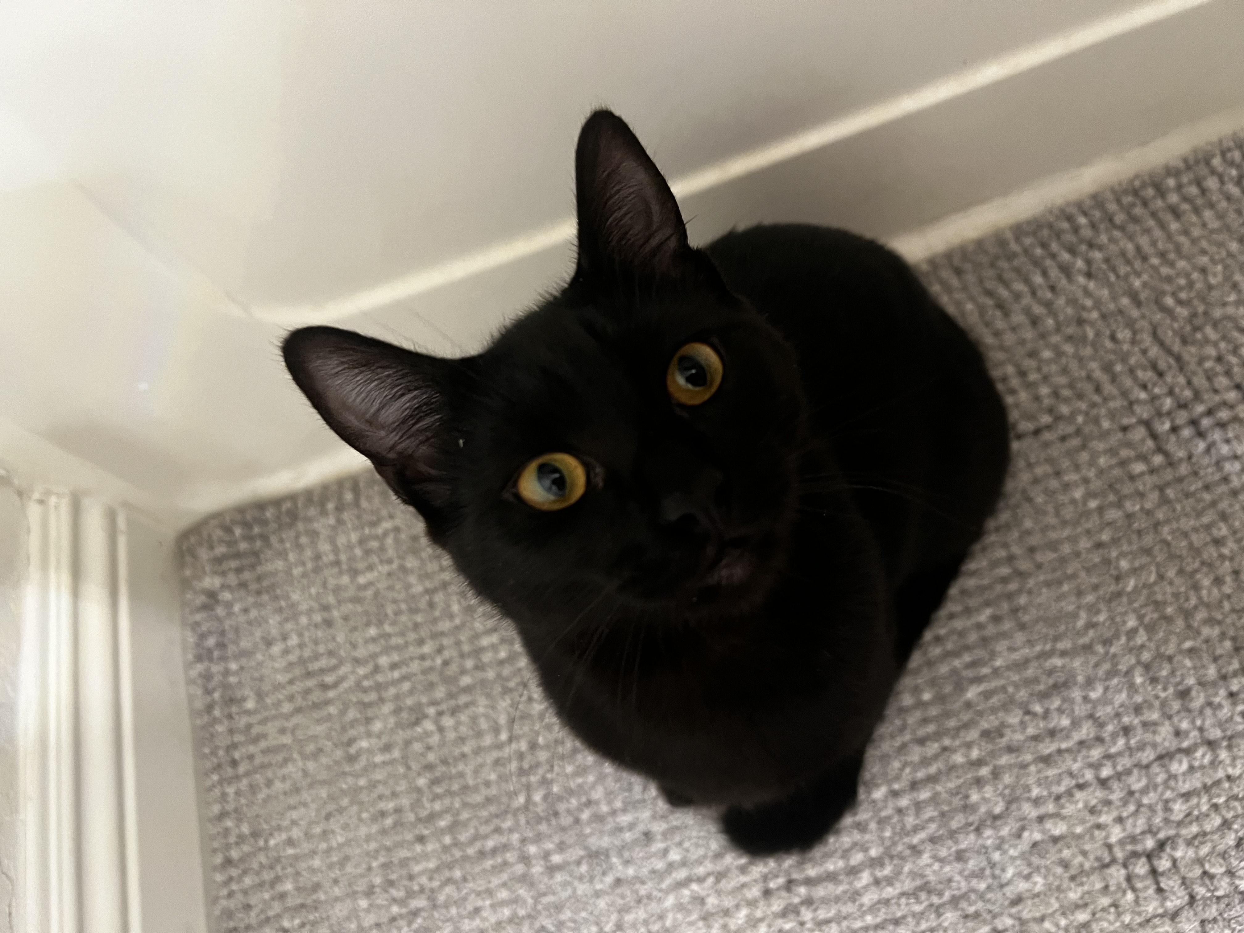 Enlarge Marigold, a Adoptable Domestic Short Hair in Davis, CA image 4/5