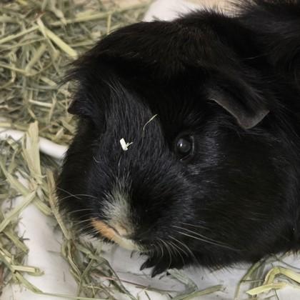 Chippa(Bonded w/Oreo), Adoptable, Adult Male Guinea Pig & Guinea Pig.