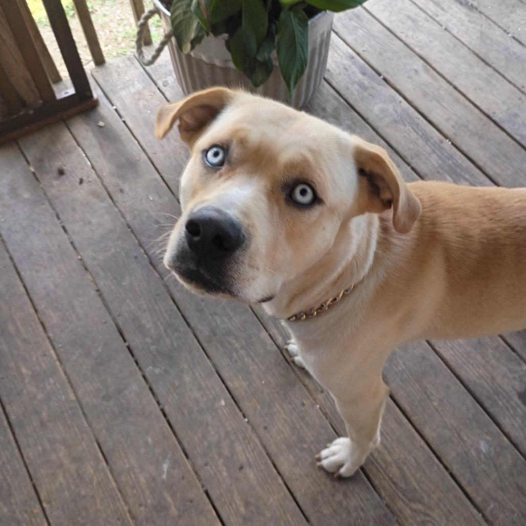 Enlarge Kylo, a Adoptable mixed breed in Rossville, GA image 1/2