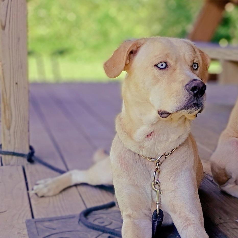 Enlarge Kylo, a Adoptable mixed breed in Rossville, GA image 2/2