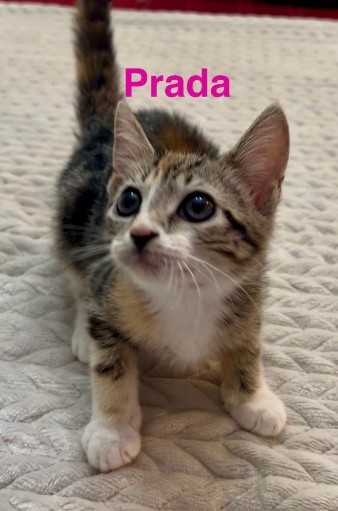 Prada, a Adoptable Calico in Fern Park, FL image 1/2