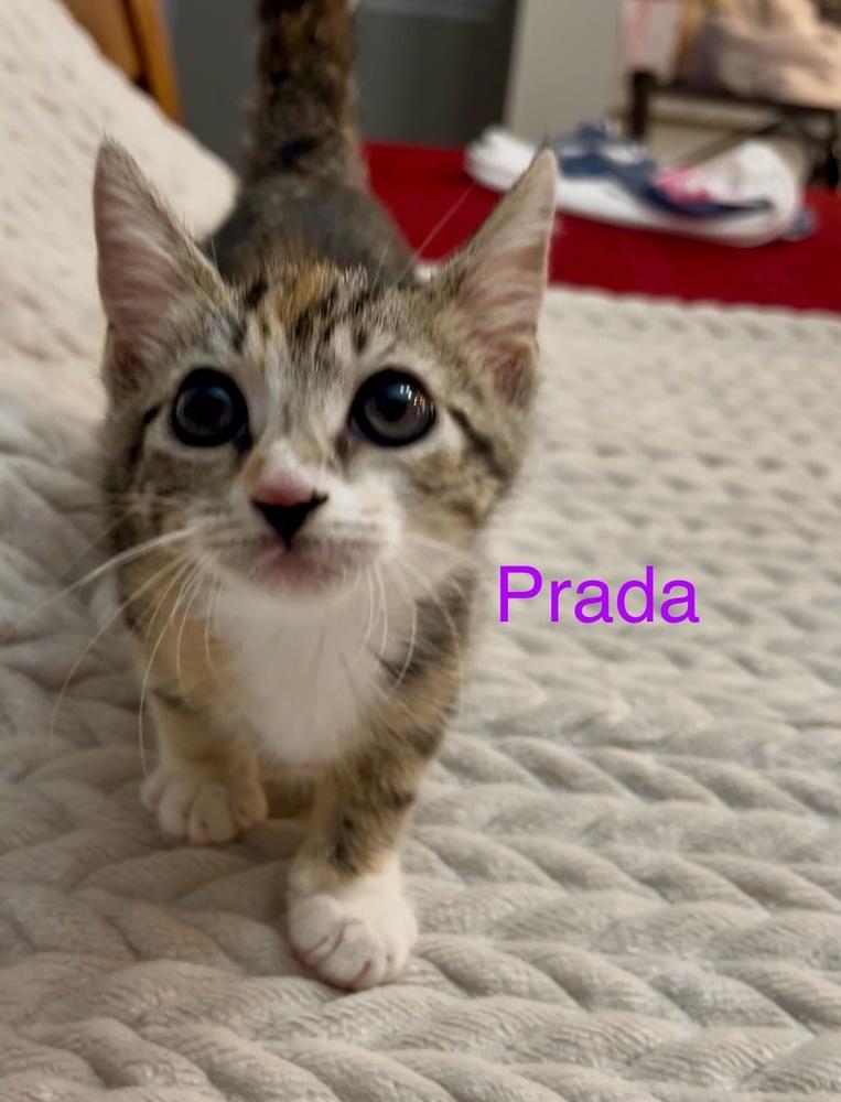 Prada, a Adoptable Calico in Fern Park, FL image 2/2