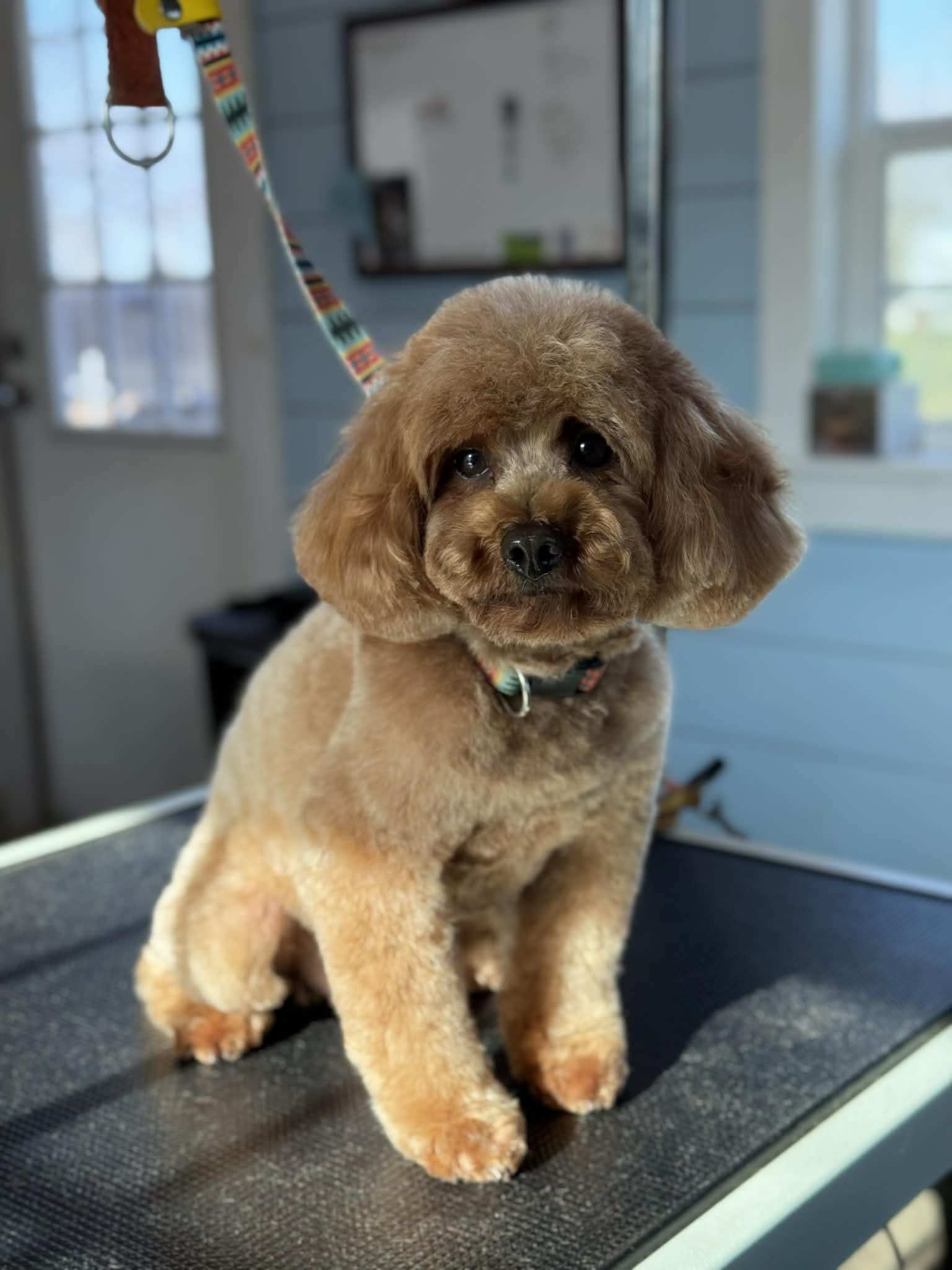 Enlarge Red, an adopted Miniature Poodle in Westerly, RI image 2/2