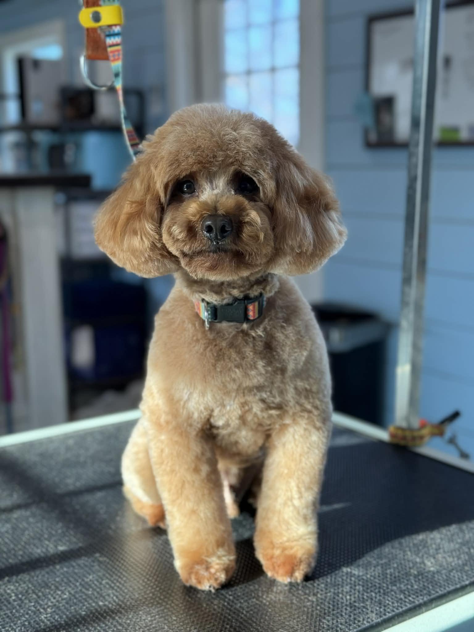 Red, adopted, Adult Male Miniature Poodle.