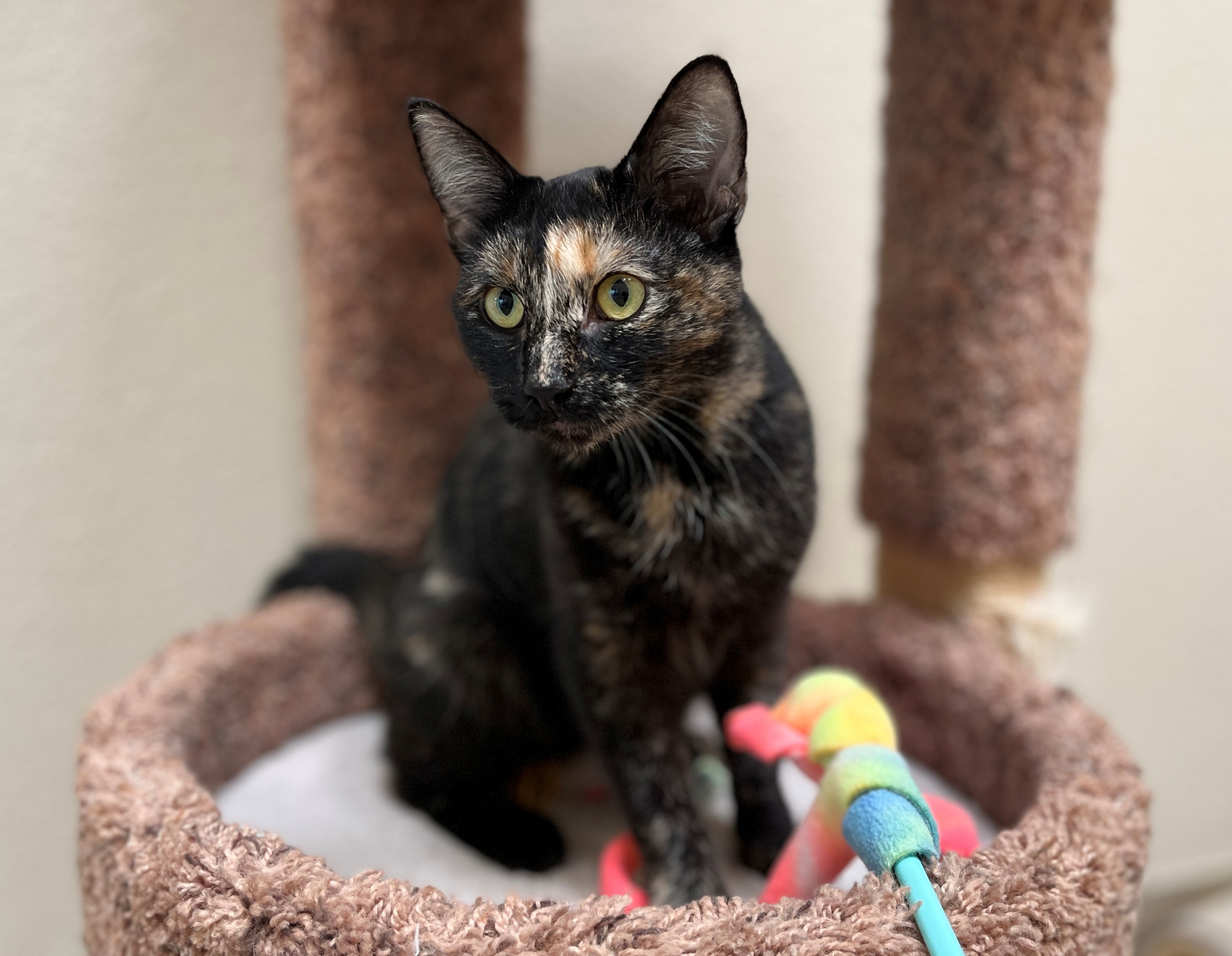 Cat for adoption Candace, a Domestic Short Hair in Mission Viejo, CA