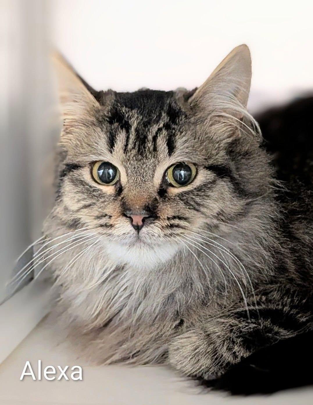 Enlarge Alexa, an adopted Domestic Short Hair in Flint, MI image 1/1