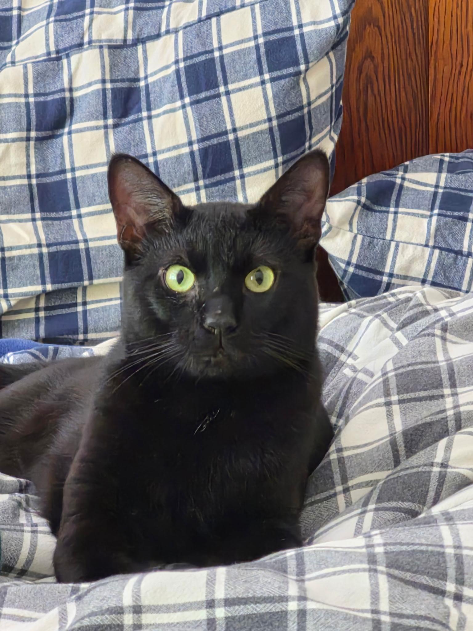 Enlarge Ferb, an adopted Domestic Short Hair in North East, MD image 2/3
