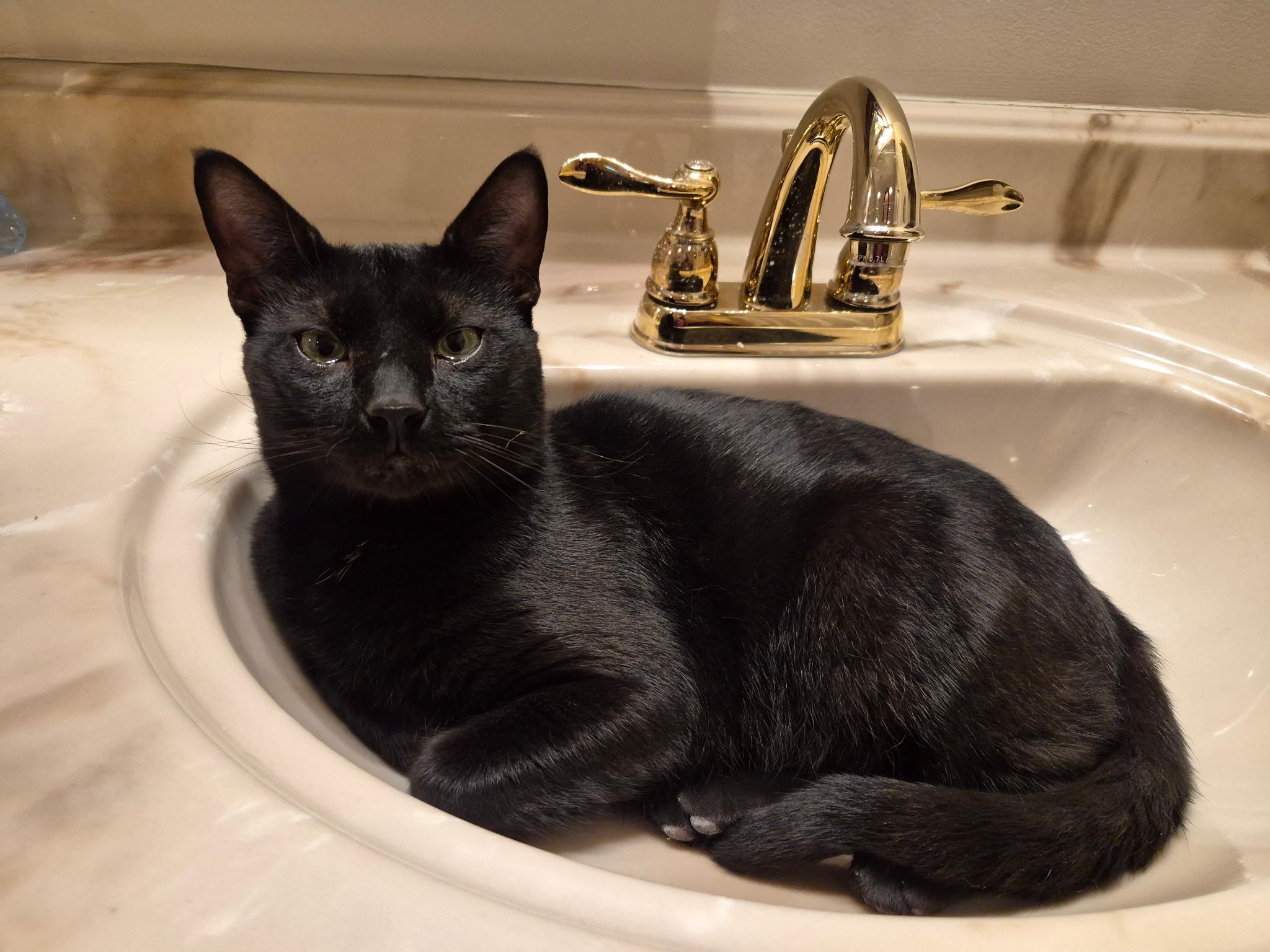Ferb, adopted, Young Male Domestic Short Hair.