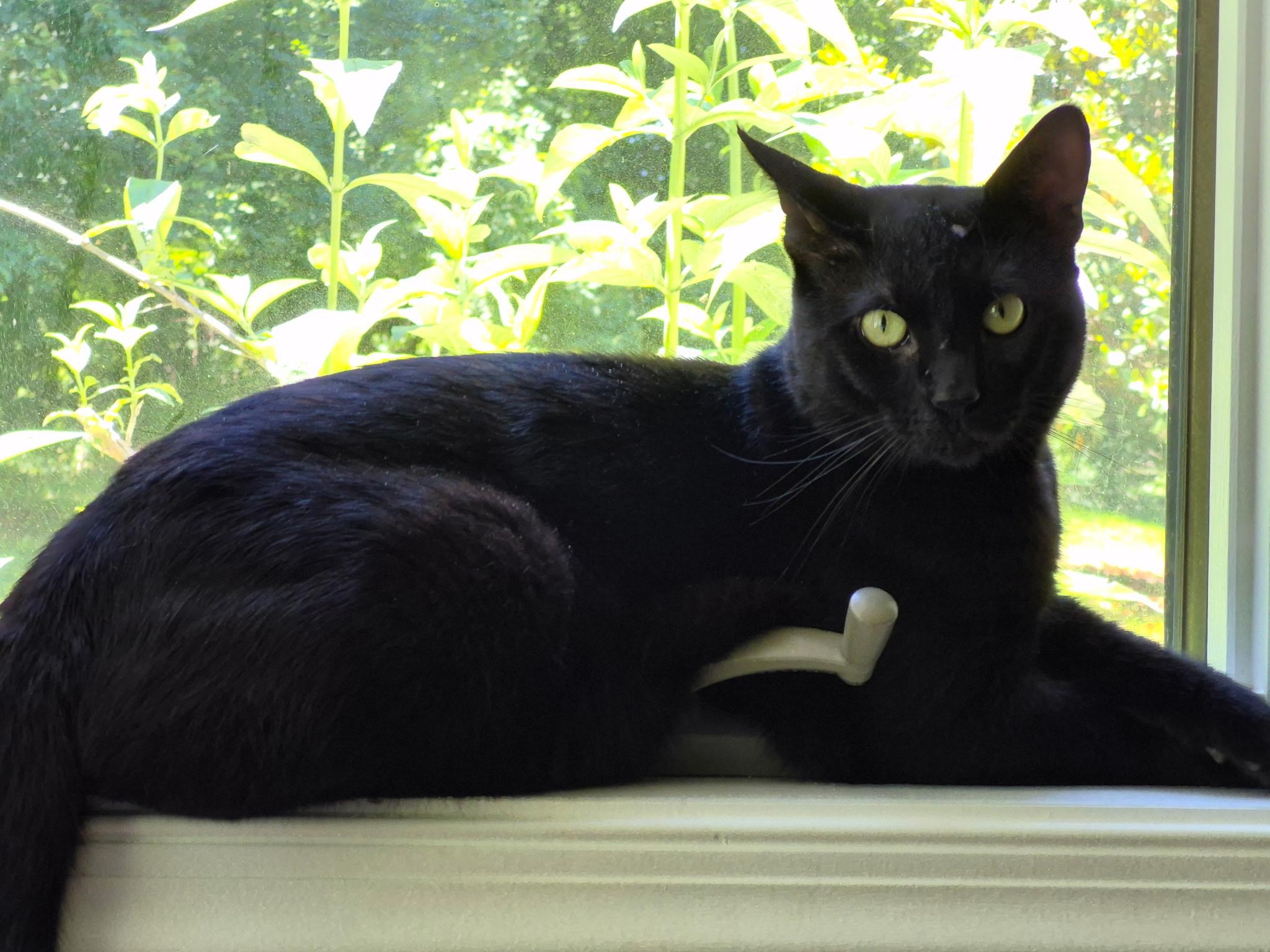 Enlarge Ferb, an adopted Domestic Short Hair in North East, MD image 3/3