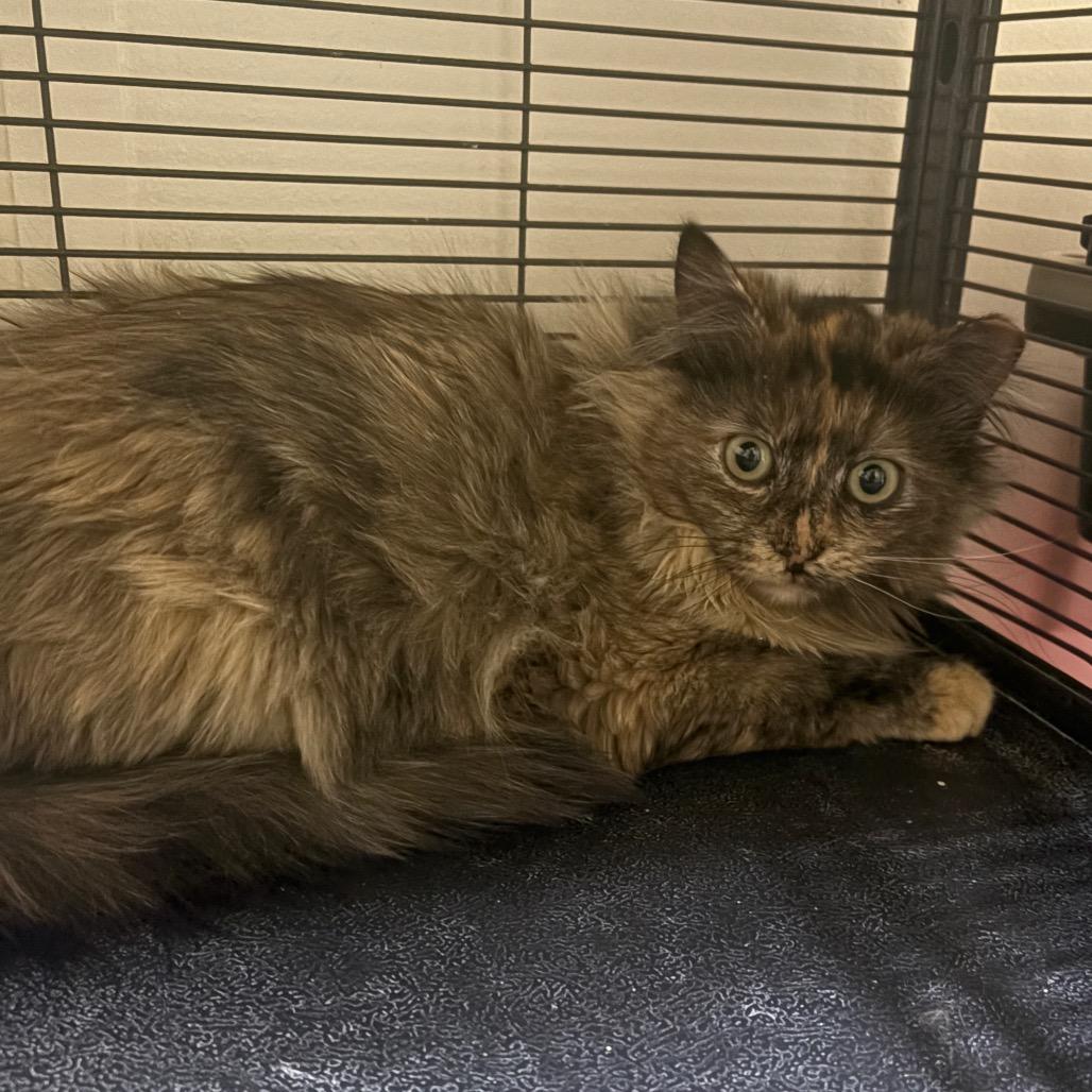 Susie Q, Adoptable, Young Female Domestic Long Hair.