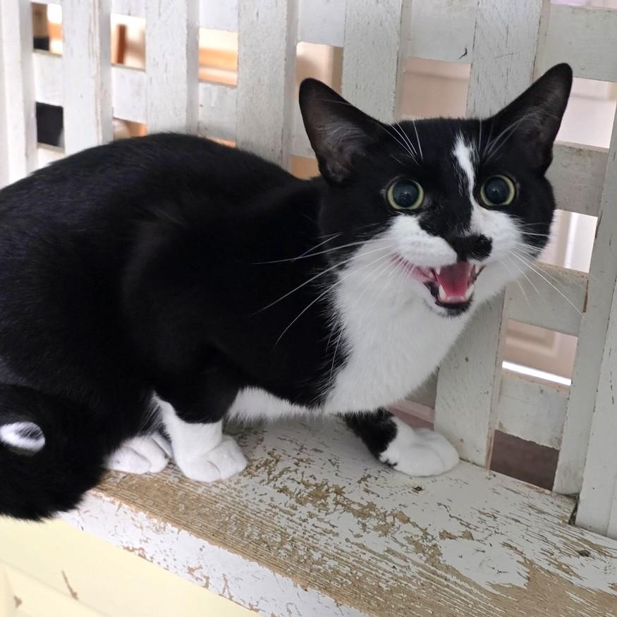 Koodo, ADOPTABLE, Adult Male Domestic Short Hair.