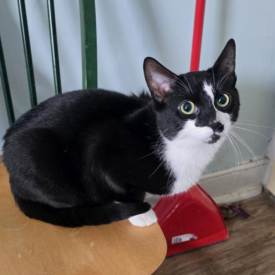 Enlarge Koodo, a ADOPTABLE Domestic Short Hair in Guelph, ON image 2/4