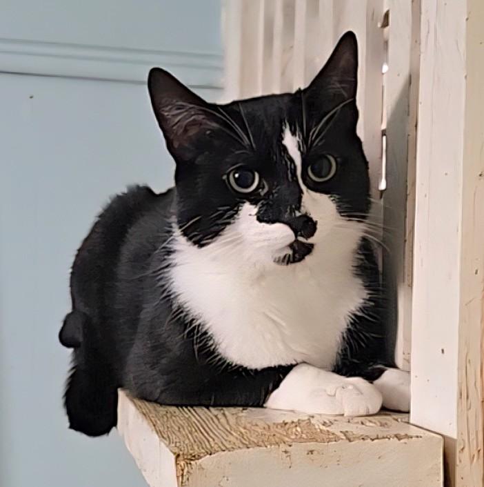 Enlarge Koodo, a ADOPTABLE Domestic Short Hair in Guelph, ON image 3/4