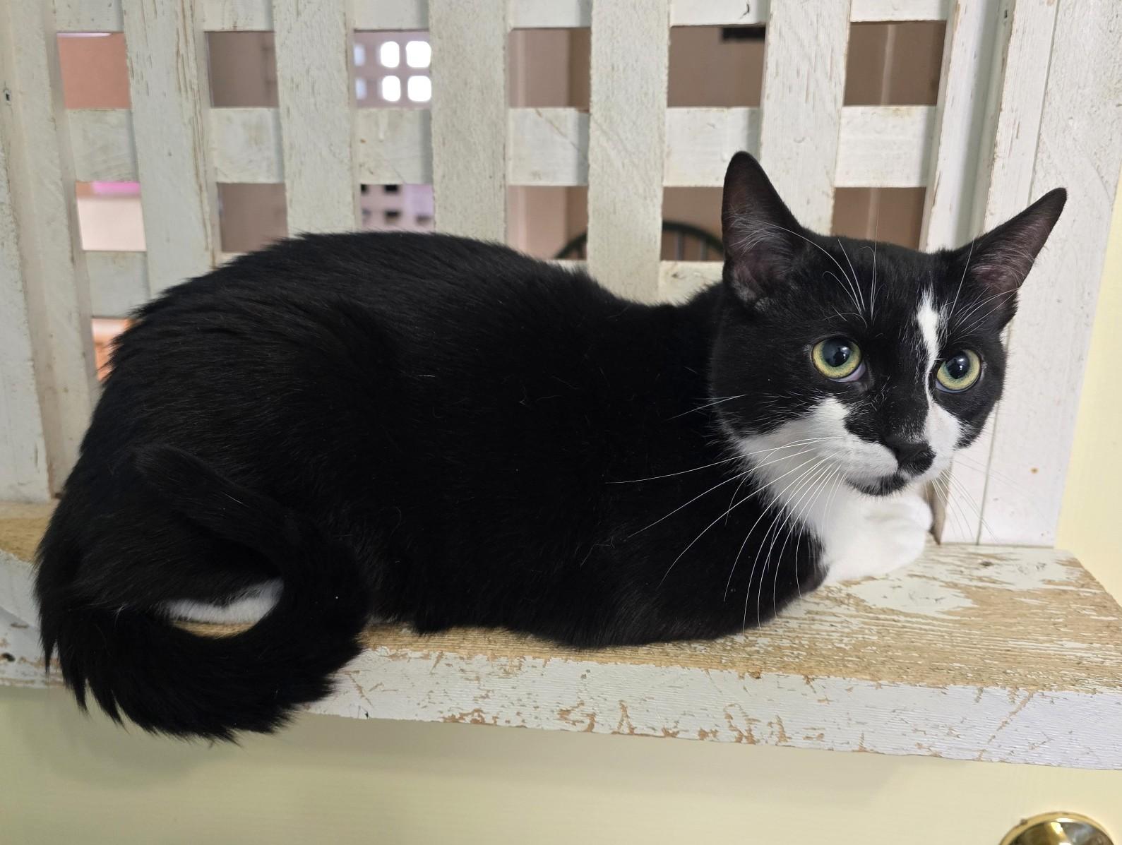 Enlarge Koodo, a ADOPTABLE Domestic Short Hair in Guelph, ON image 4/4