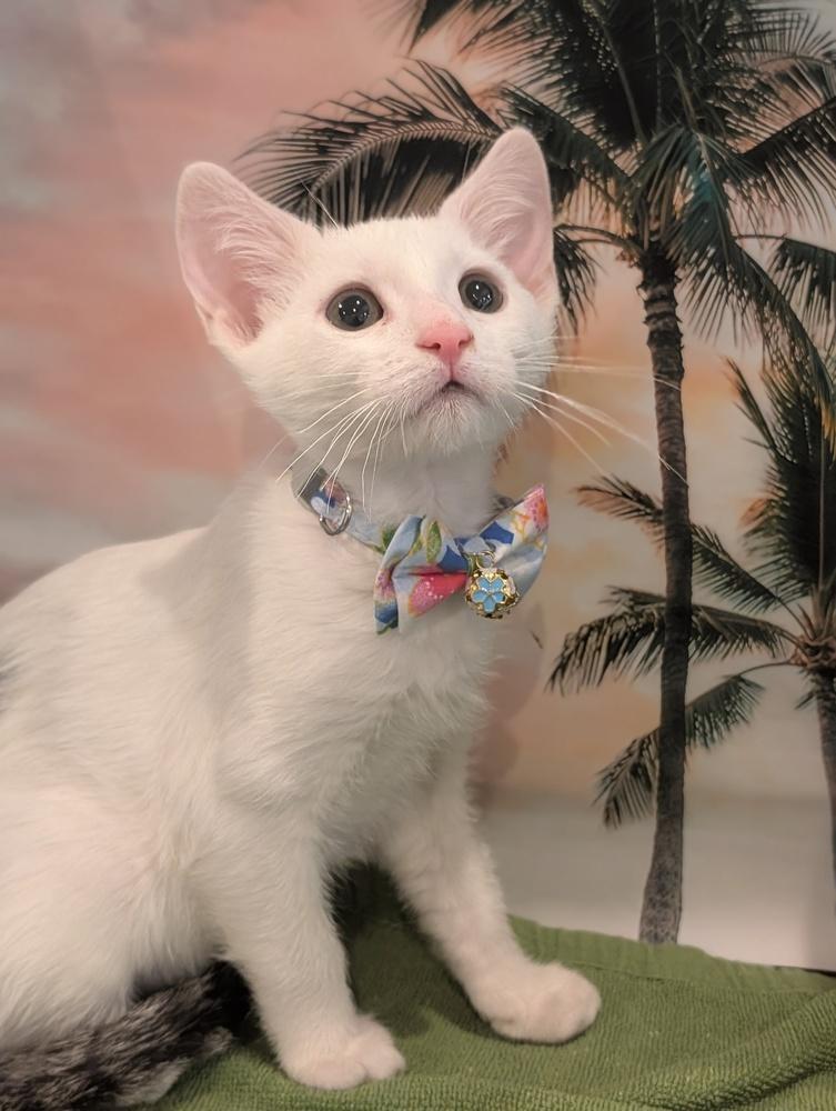 Enlarge Spice, a Adoptable mixed breed in Fremont, CA image 1/6