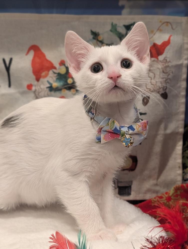 Enlarge Spice, a Adoptable mixed breed in Fremont, CA image 2/6