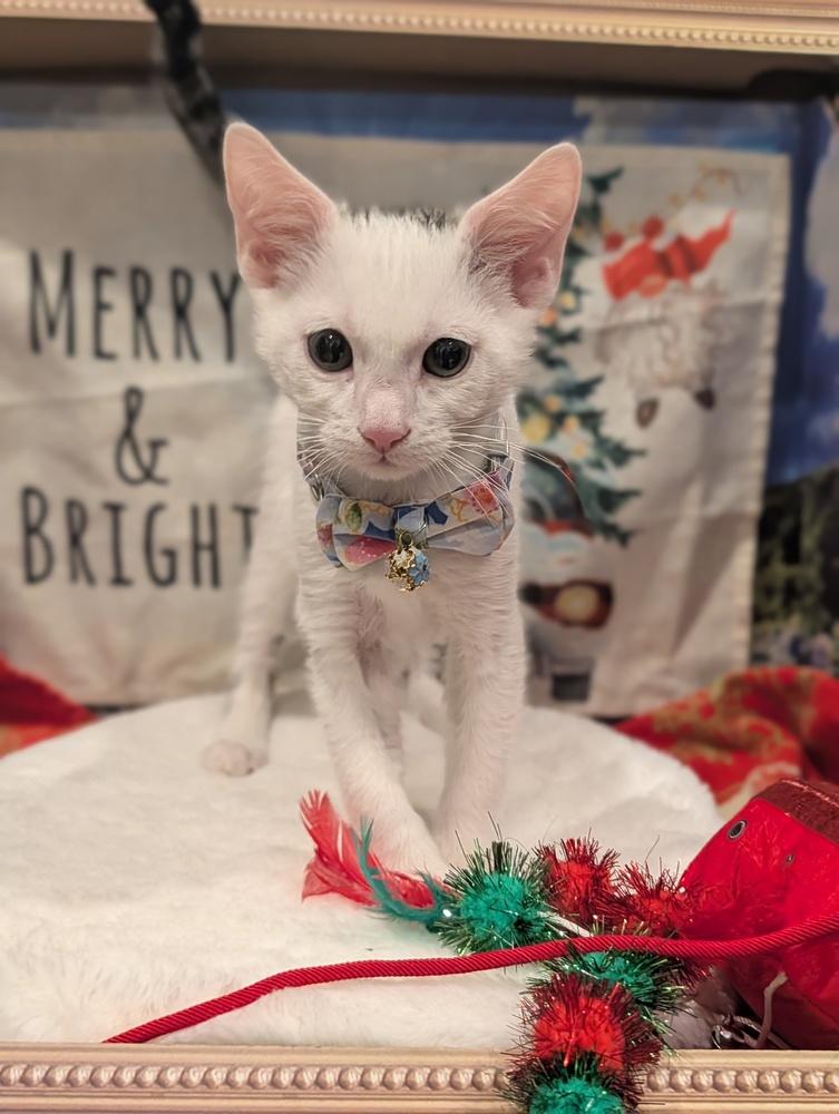 Enlarge Spice, a Adoptable mixed breed in Fremont, CA image 3/6