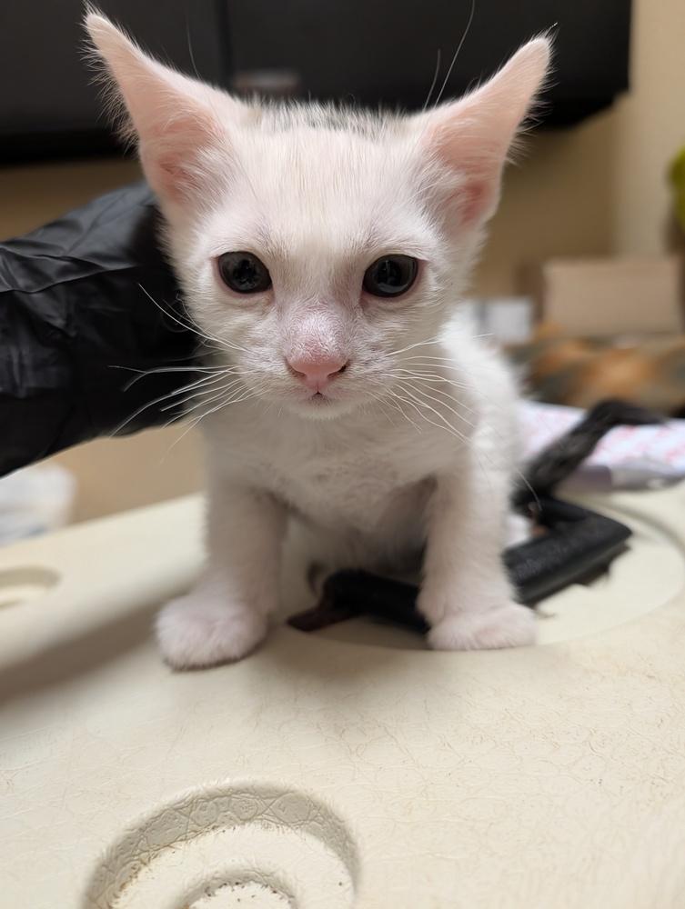 Spice, Adoptable, Kitten Male Domestic Short Hair.