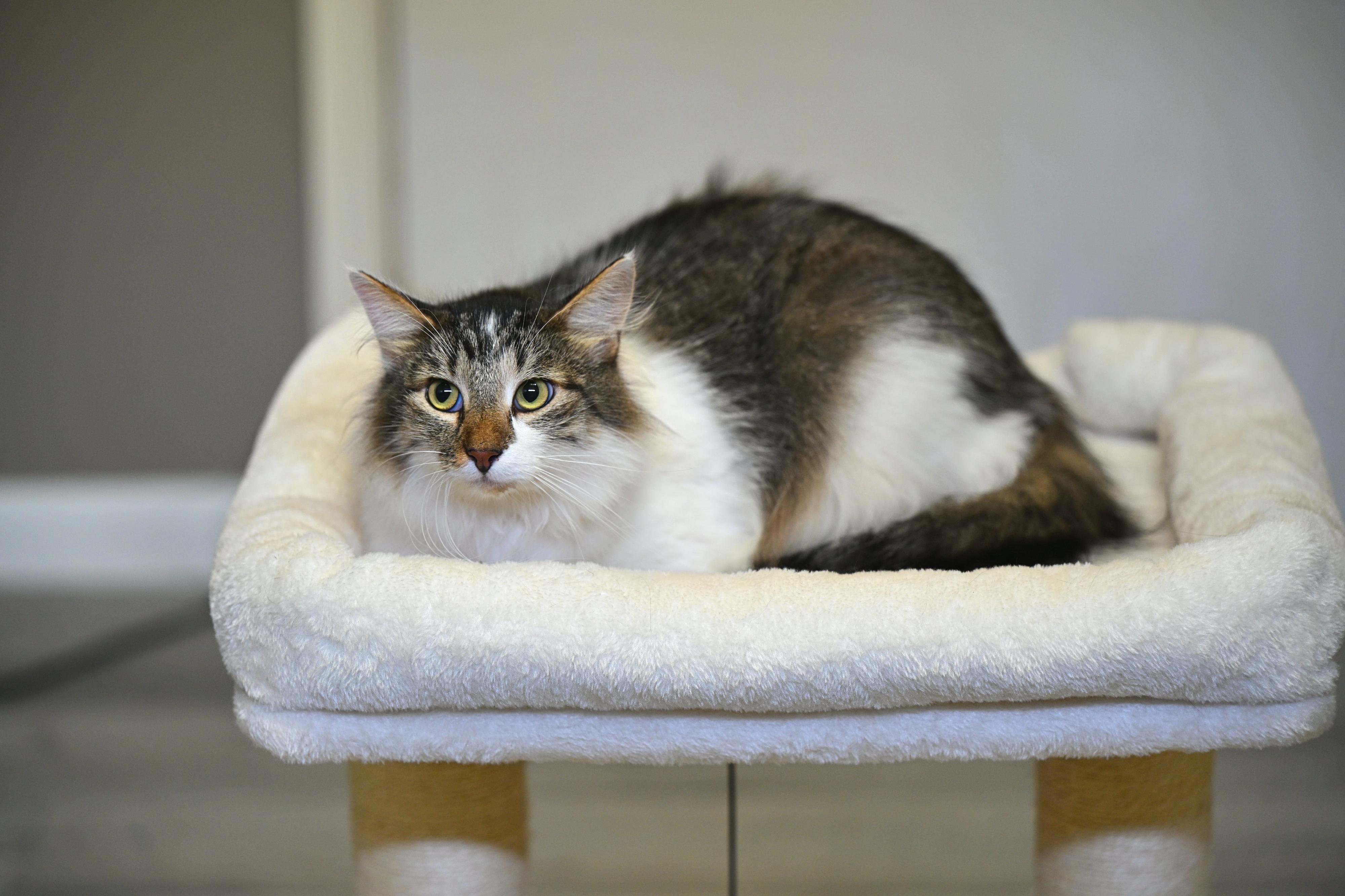 Enlarge LUTHER - handsome fellow, a Adoptable mixed breed in Cumberland, RI image 1/3