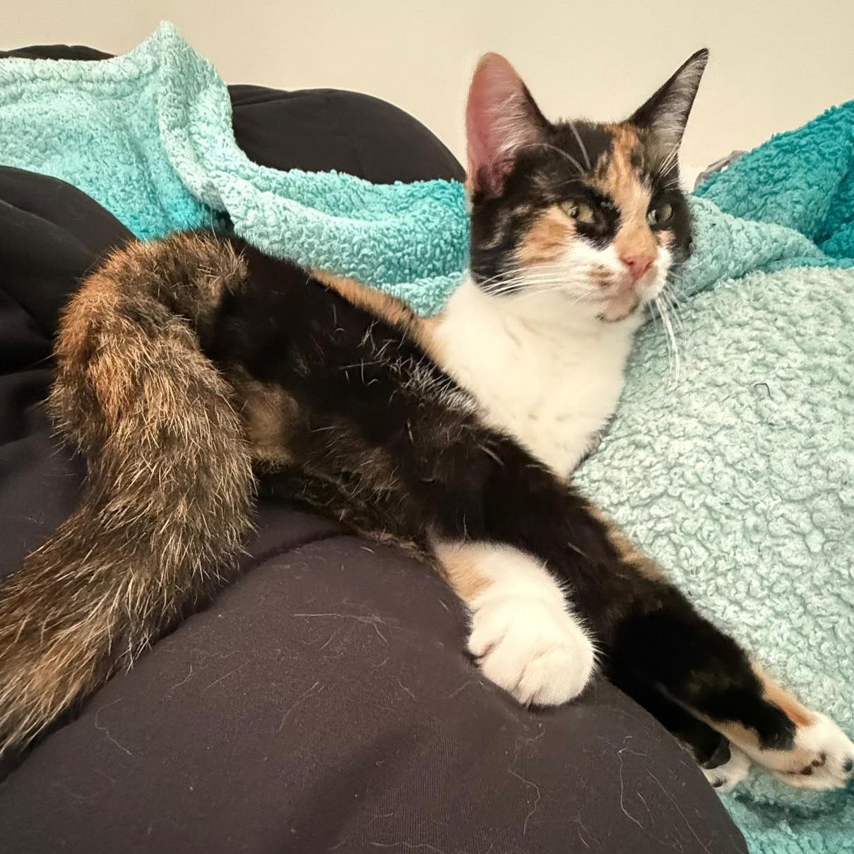 Enlarge Kona and Nora, a Adoptable Domestic Short Hair in Hopkinton, MA image 2/5