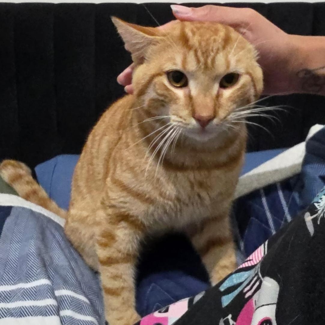 Enlarge Kona and Nora, a Adoptable Domestic Short Hair in Hopkinton, MA image 1/5